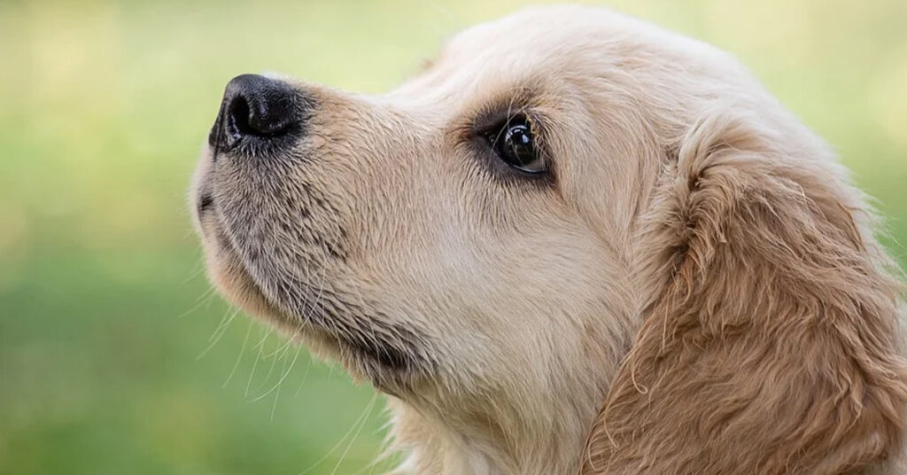 Cucciolo di Golden Retriever che guarda