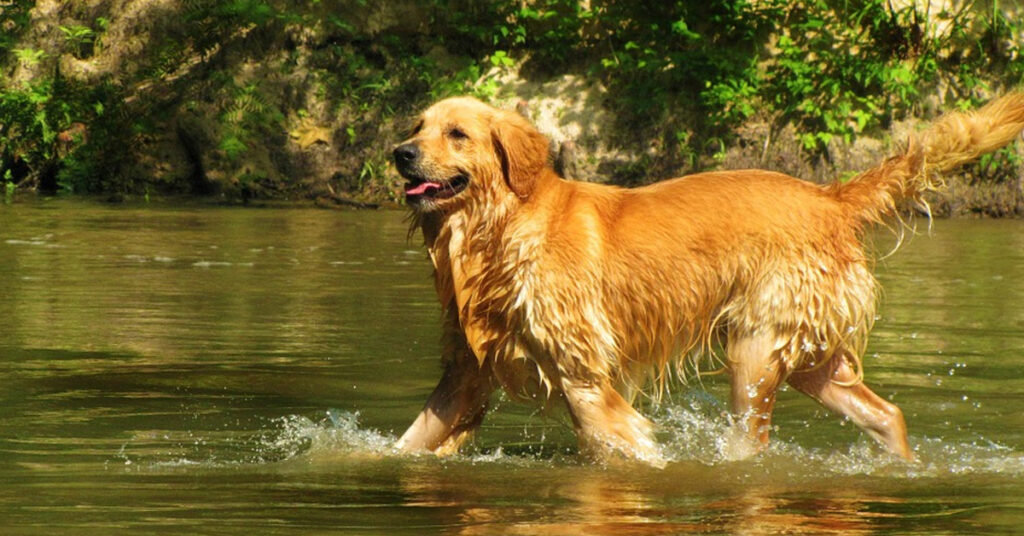 Golden Retriever in acqua