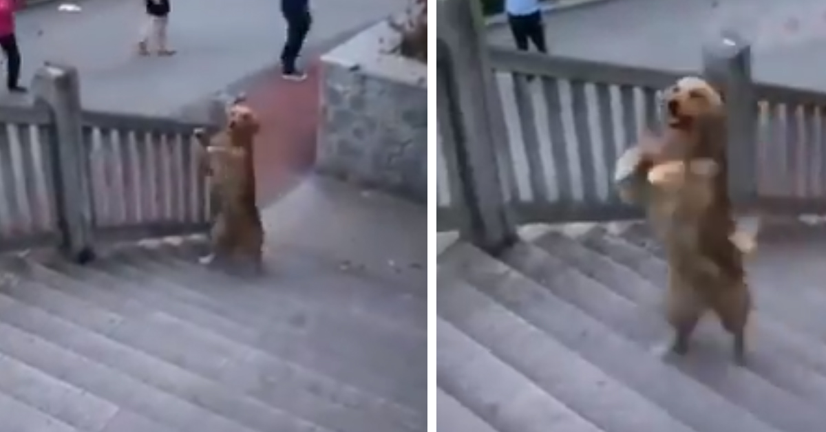 Il Golden Retriever sale le scale come un essere umano (video)