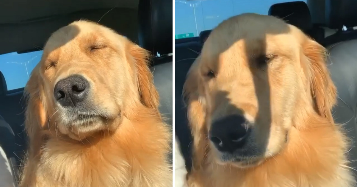Il Golden Retriever si gode il pisolino in macchina sotto il sole (video)
