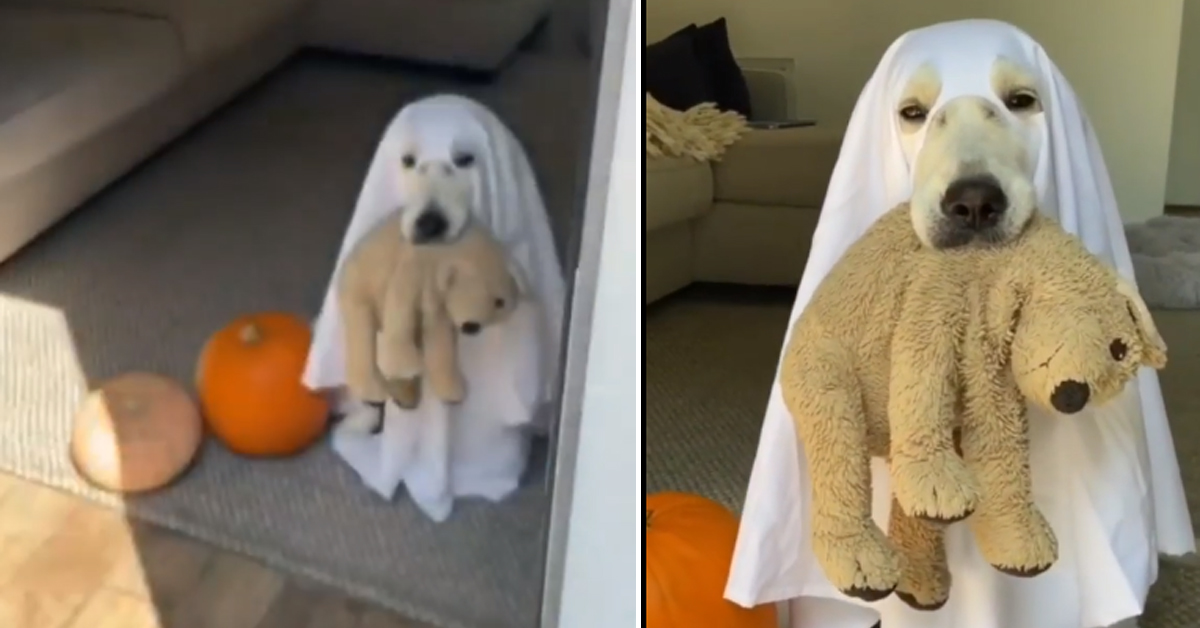 Il Golden Retriever si traveste da fantasmino e il video diventa virale