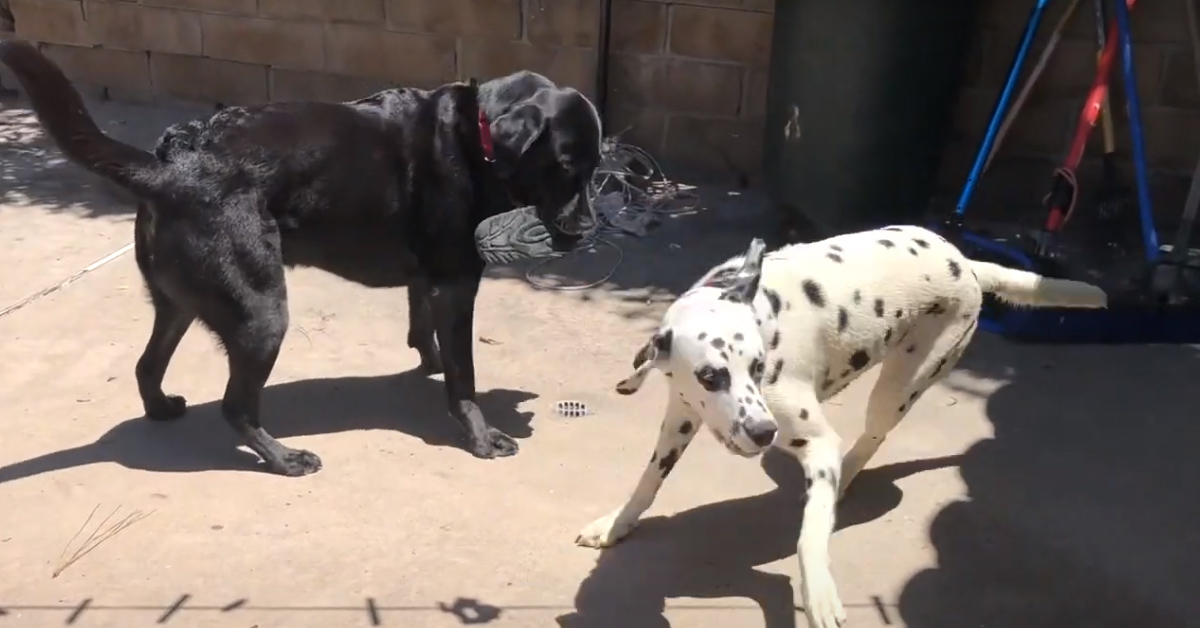 Il Labrador e il Dalmata si litigano una scarpa e il video della loro “lotta” diventa virale