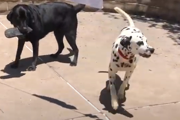 Due cani che giocano con una scarpa