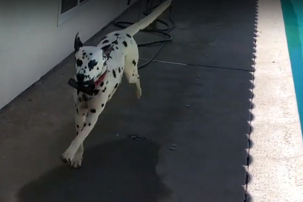 Dalmata che corre