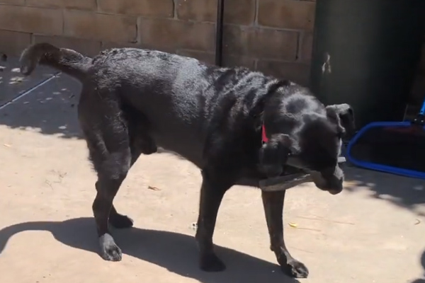 Cane nero che gioca con una scarpa