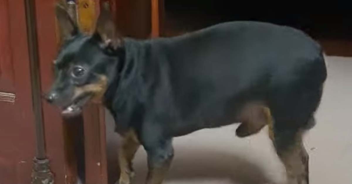 Il Pinscher è geloso del nuovo arrivato e mette in scena un balletto divertente (video)