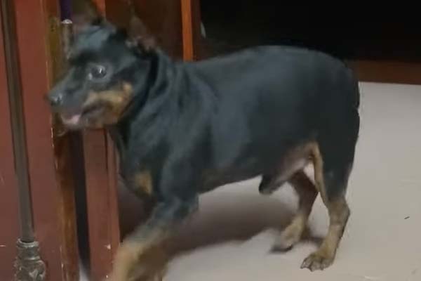 Pinscher che balla