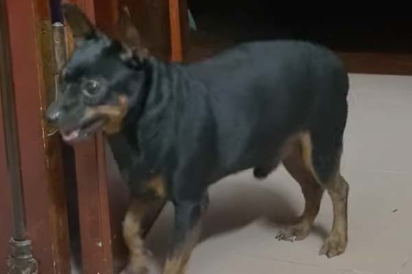 Pinscher che balla