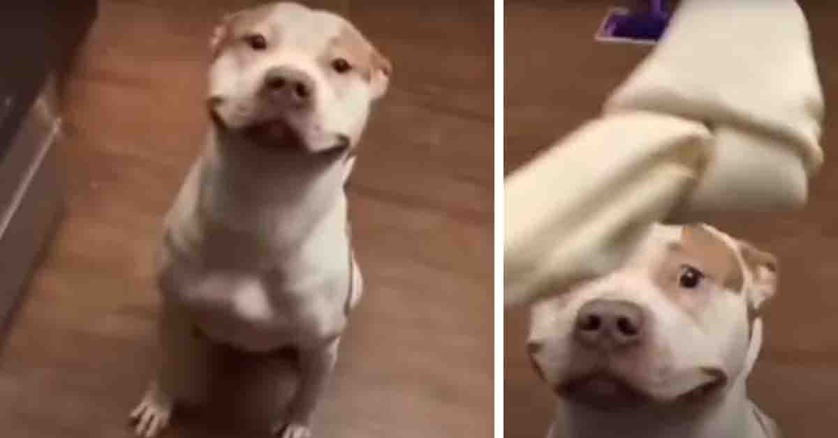 Il Pitbull non smette di sorridere di fronte ad uno snack (video)