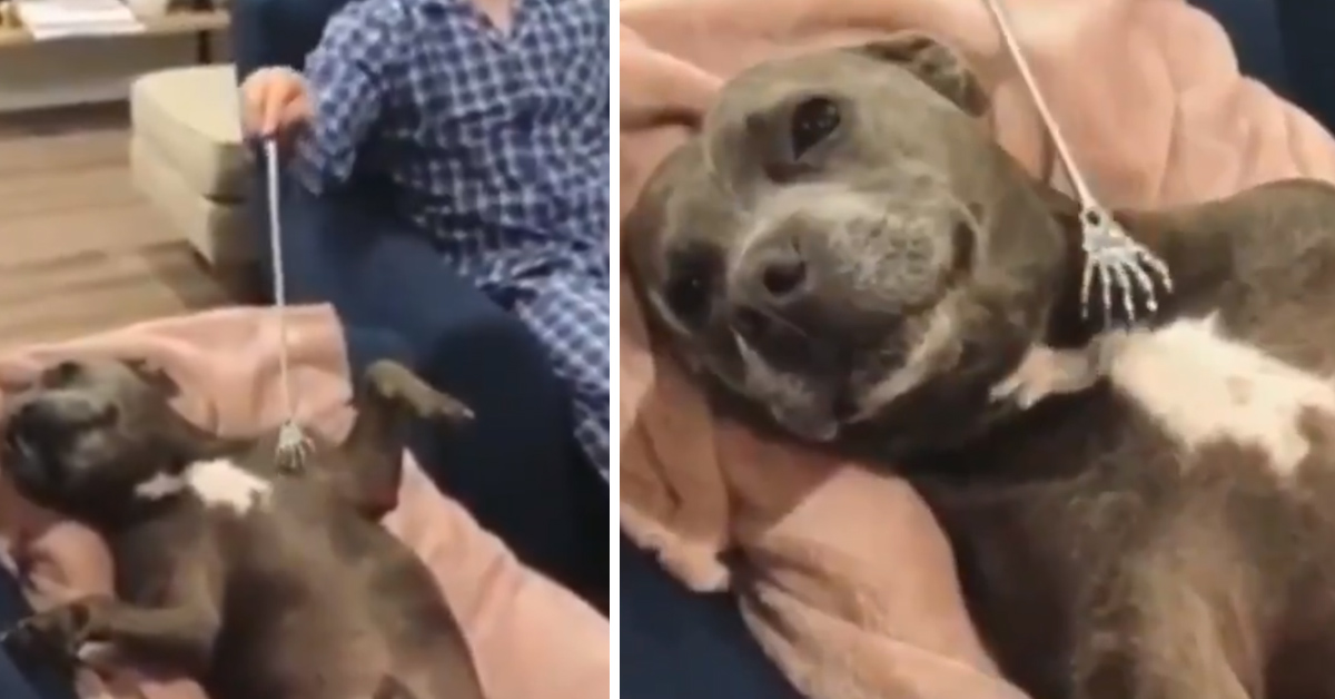 Il Pitbull si gode il massaggio come un re e il video diventa virale