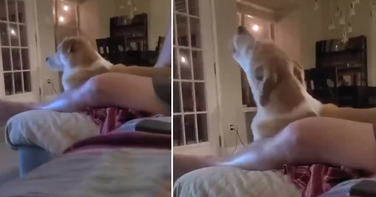Il cagnolino canta la sigla di Star Trek e il video diventa virale