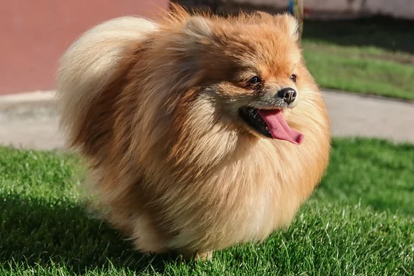 Cagnolino sorridente