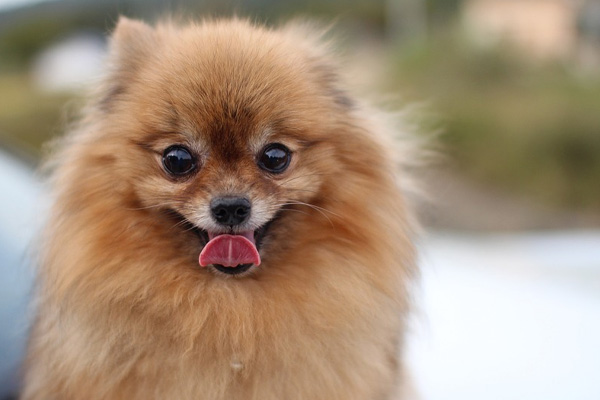 Cagnolino sorridente