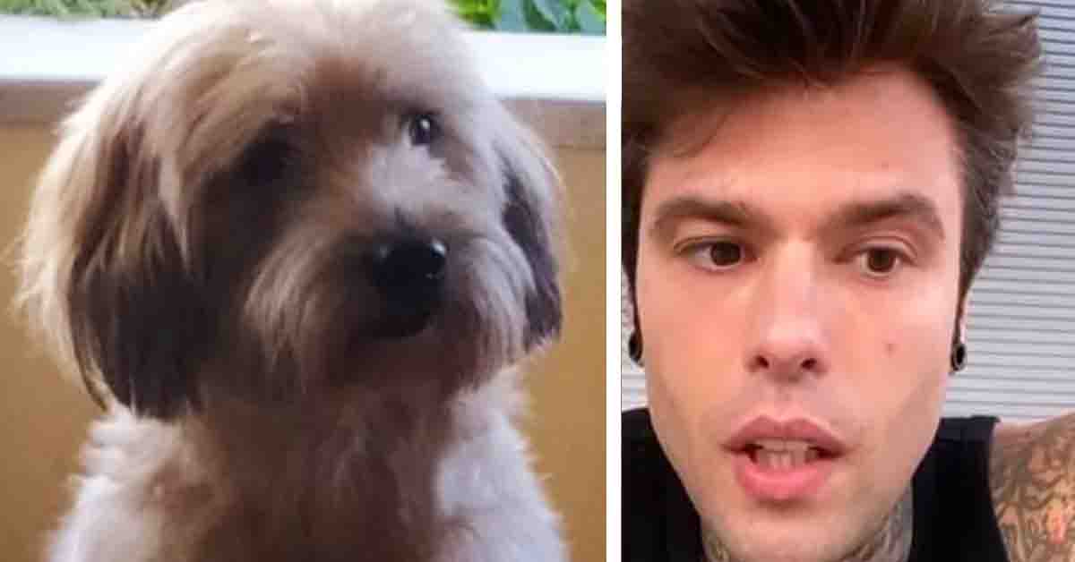 Il cagnolino di una fan deve operarsi e Fedez fa una donazione per pagare l’intervento