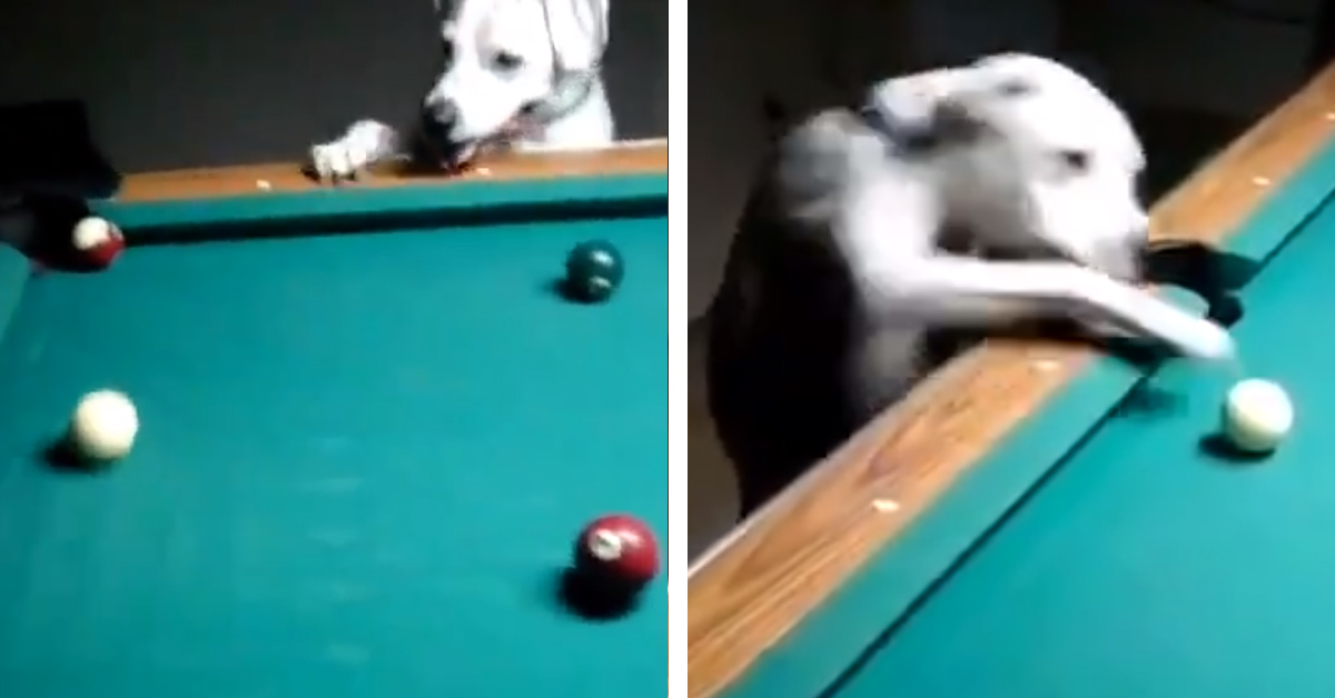 Il cagnolino gioca a biliardo e le sue incredibili doti diventano virali (video)