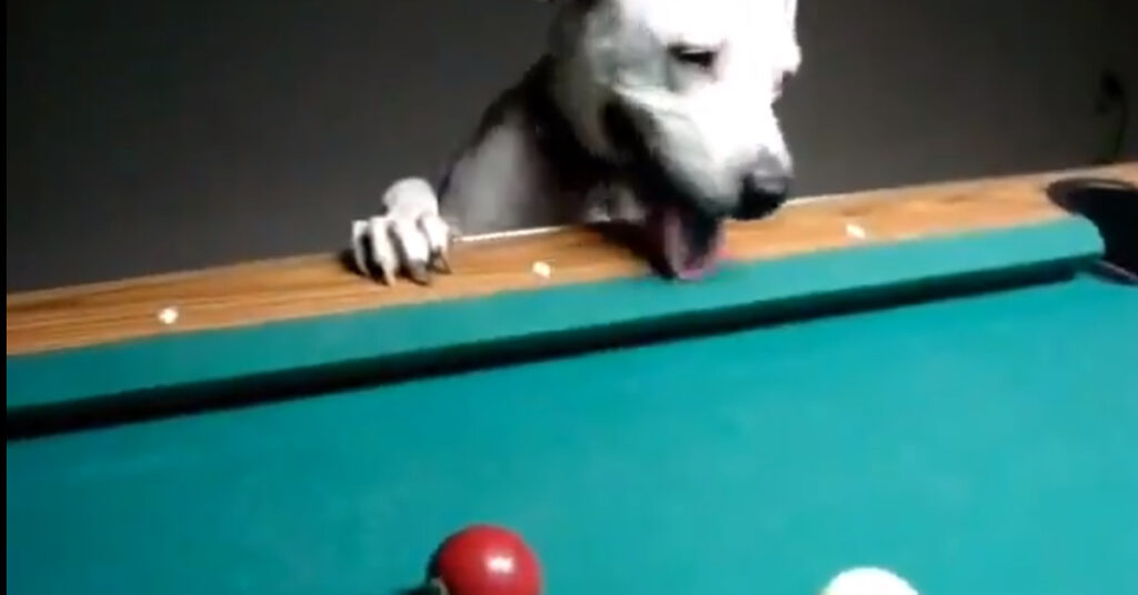 Cane gioca a biliardo