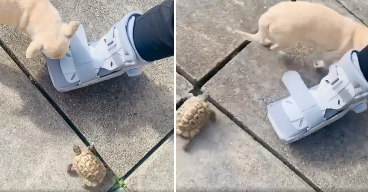 Il cagnolino ha paura della tartaruga che lo rincorre (video)