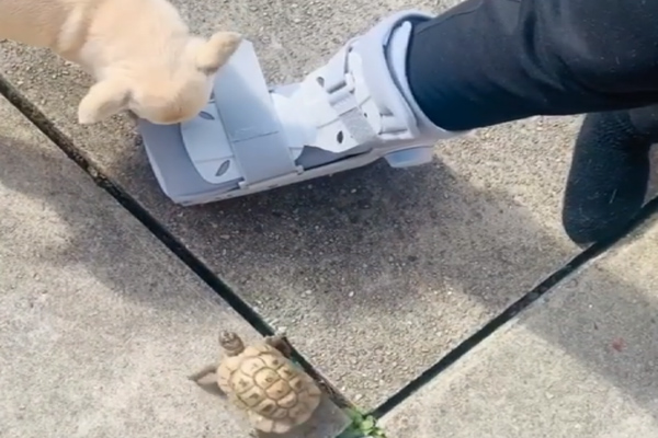 Cagnolino con una tartaruga