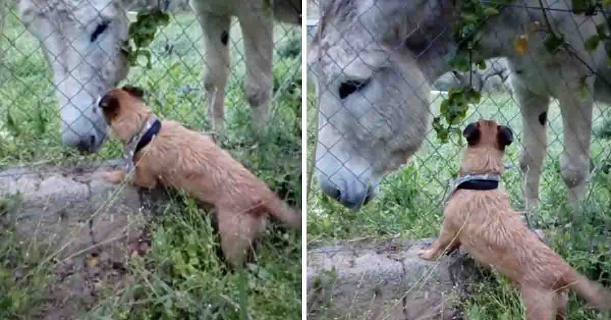 Il cane Alfie conosce l’asino del suo vicino e il video diventa virale