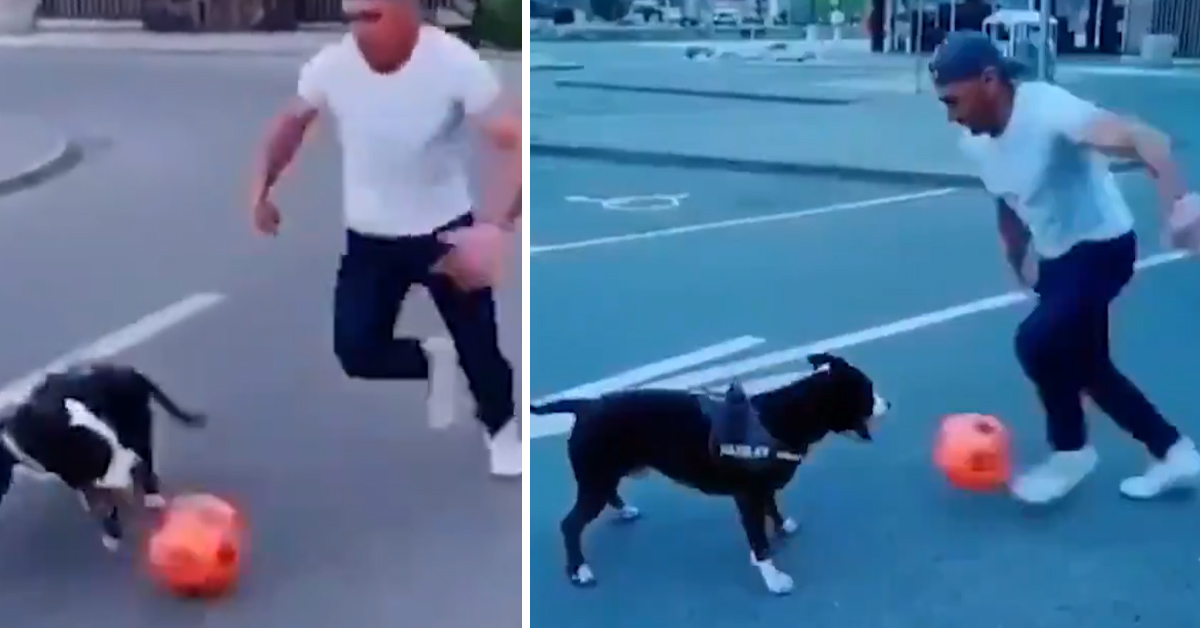 Il cane calciatore che non si lascia dribblare e che fa impazzire il web (video)