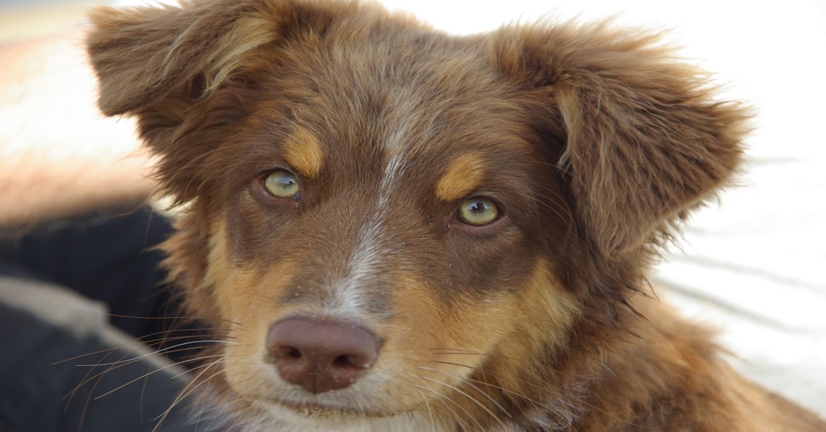 cucciolo di Australian Sheperd che osserva