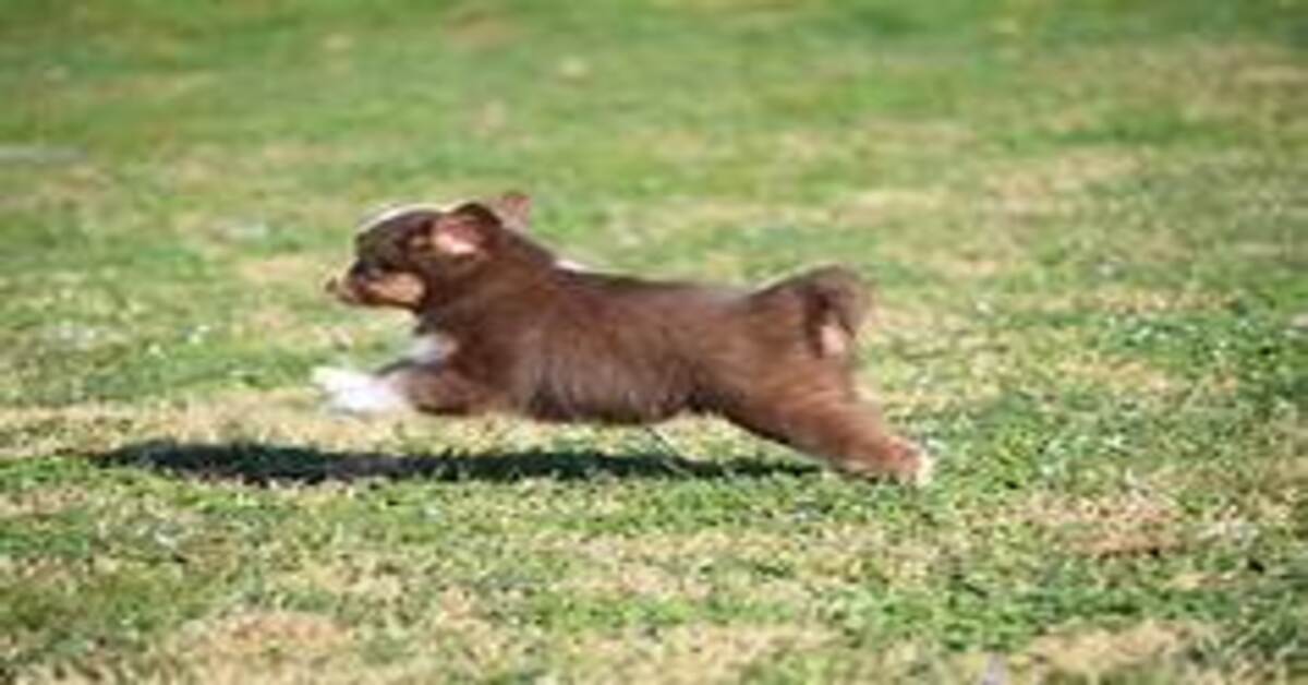 cucciolo di Australian Sheperd che corre
