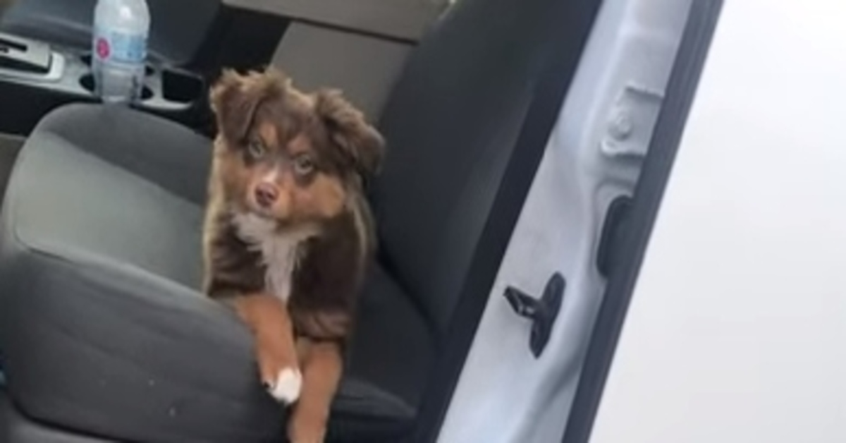 Il cucciolo di Australian Sheperd che non riesce a saltare dalla macchina fa impazzire il web (VIDEO)