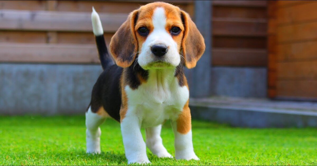 cucciolo di Beagle che osserva