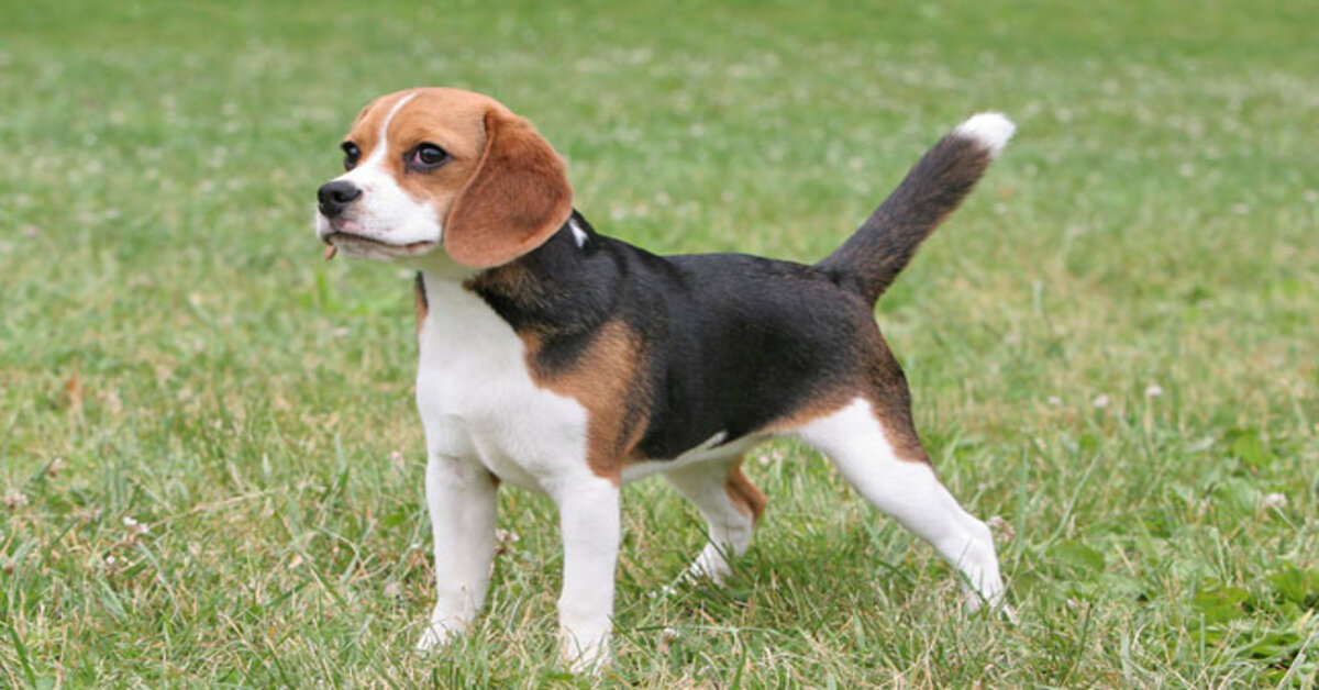 cucciolo di Beagle che osserva