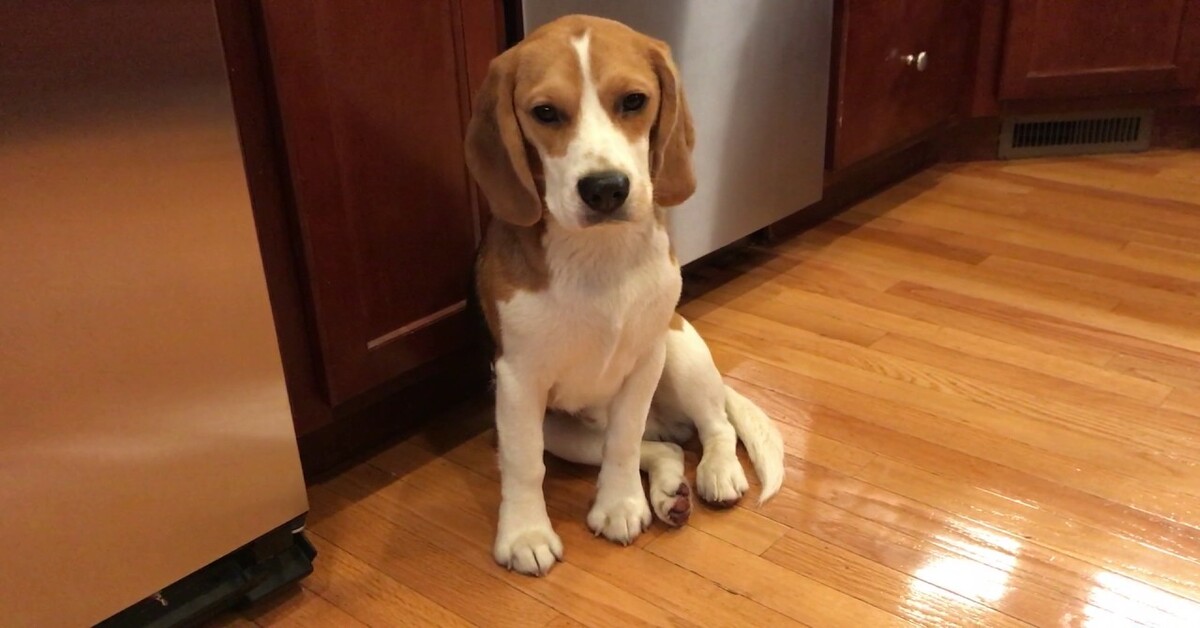 cucciolo di Beagle che osserva