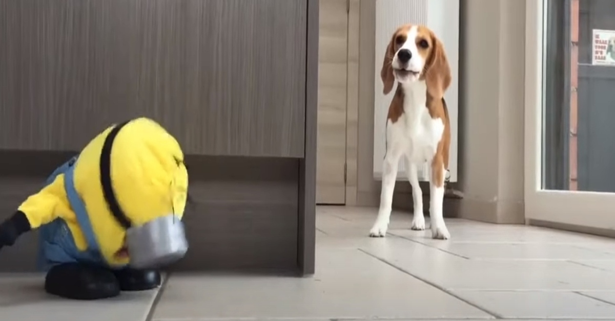 Il cucciolo di Beagle e l’incontro con il pupazzo Minion (VIDEO)