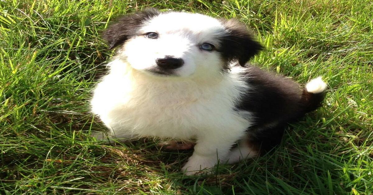 cucciolo Border Collie che osserva