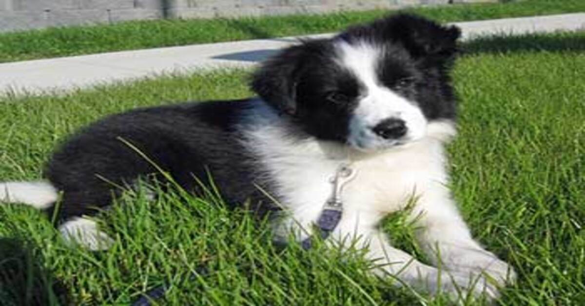 cucciolo Border Collie che osserva