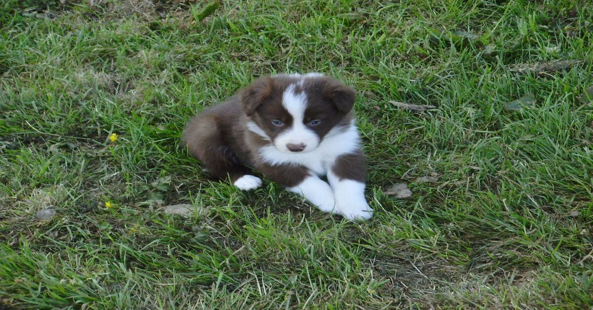 cucciolo Border Collie che osserva