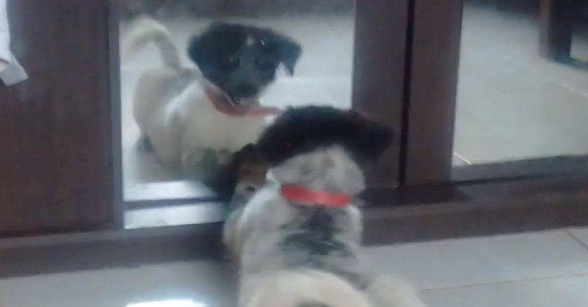 Il cucciolo di Border Collie gioca con il suo riflesso dello specchio (VIDEO)