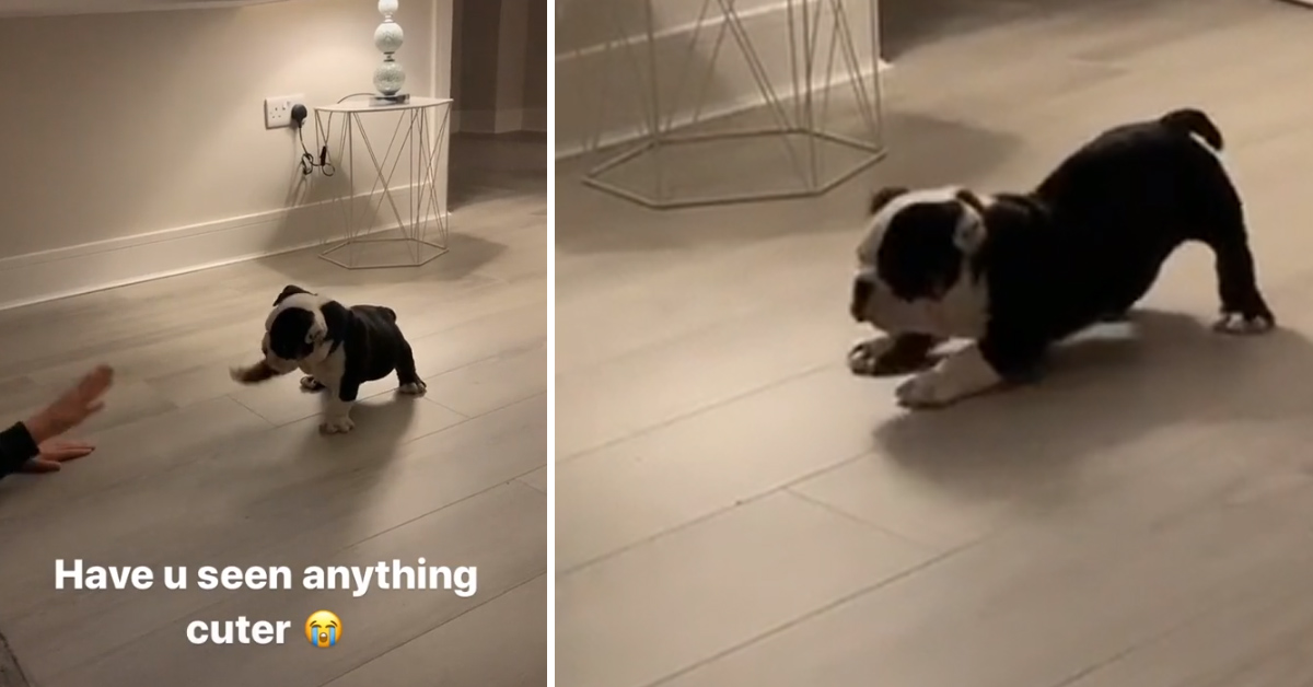 Il cucciolo di Bulldog imita tutti i gesti della proprietaria e il tenero momento conquista il web (video)