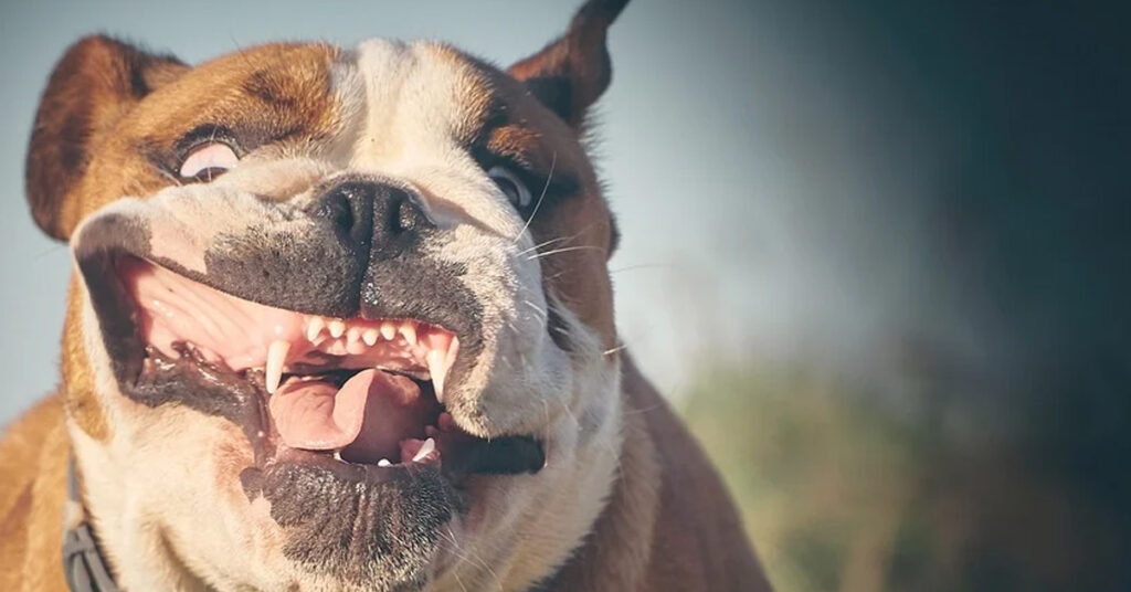 Cucciolo di Bulldog buffo