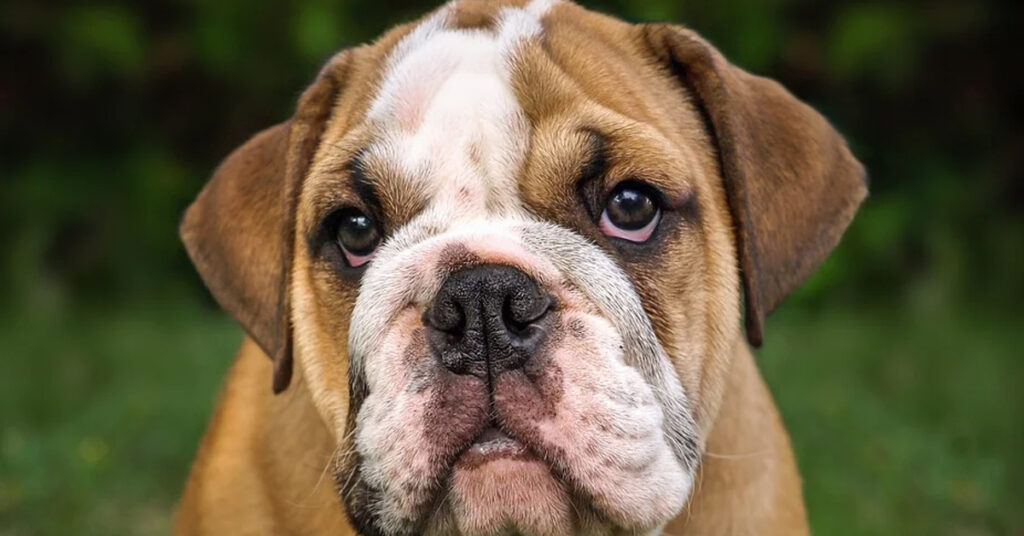 Cucciolo di Bulldog che osserva