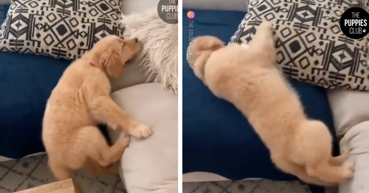Il cucciolo di Golden Retriever affronta l’epica impresa di salire sul divano (video)