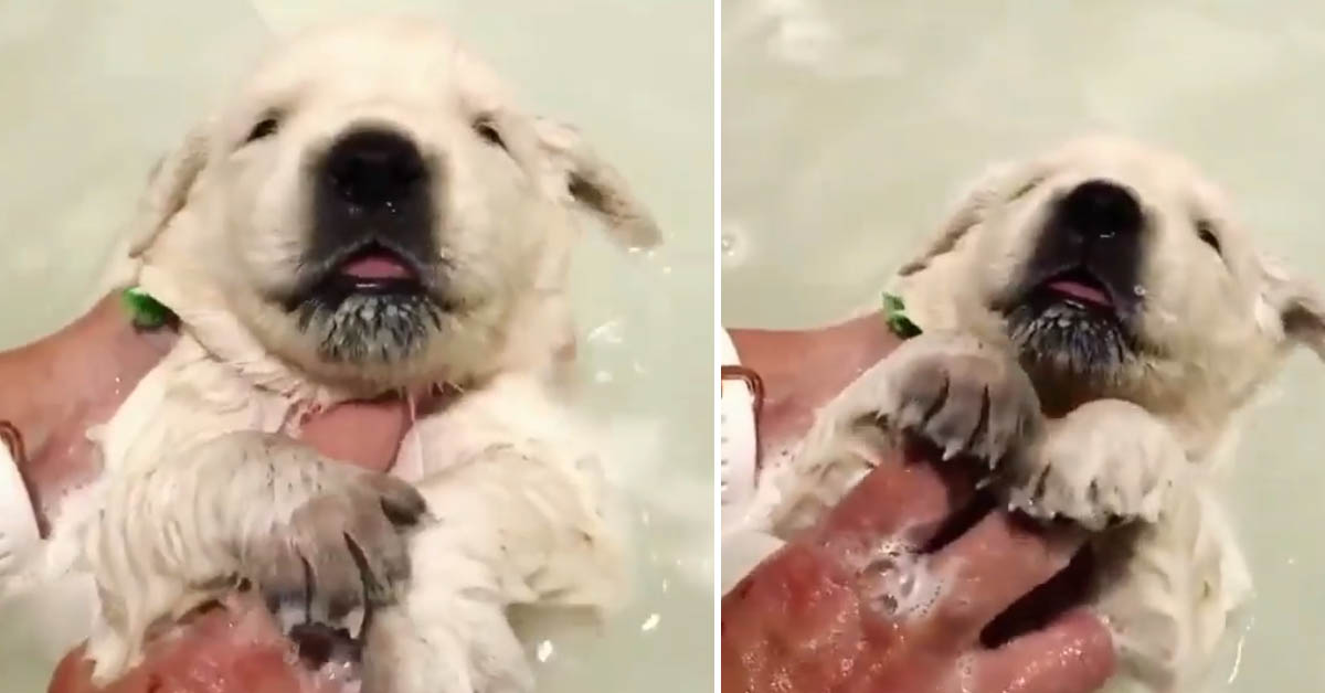 Il cucciolo di Golden Retriever fa il suo primo bagnetto e il video conquista il web