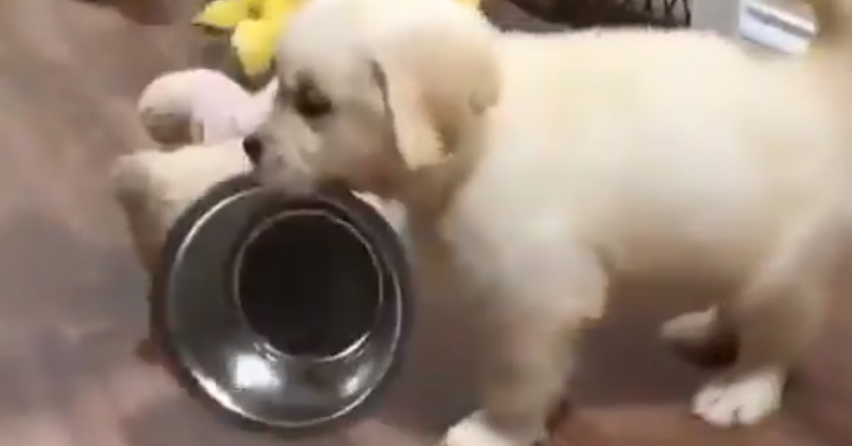 Il cucciolo di Golden Retriever ha davvero tanta fame, ma nessuno riesce a capirlo (video)
