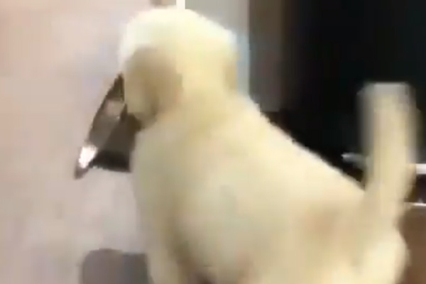 Cucciolo di Golden Retriever con una ciotola in bocca