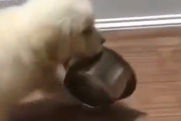 Cucciolo di Golden Retriever con una ciotola in bocca