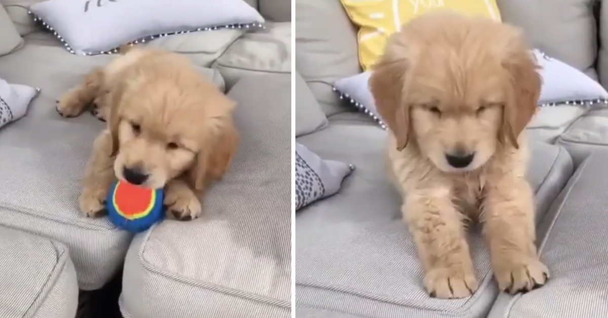 Il cucciolo di Golden Retriever non trova più la sua pallina e la sua reazione è tenerissima (video)