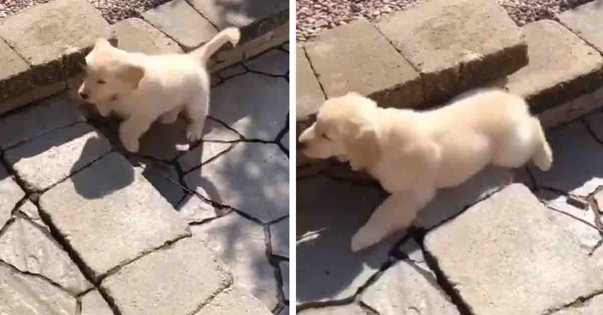 Il cucciolo di Golden Retriever prova a salire uno scalino (video)