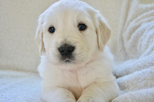 Cucciolo di Golden Retriever che osserva