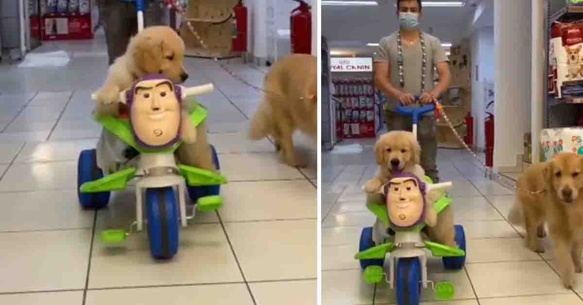 Il cucciolo di Golden Retriever sfreccia a bordo della sua “moto” (video)