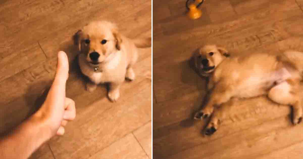 Il cucciolo di Golden Retriever si finge morto dopo il finto sparo (video)