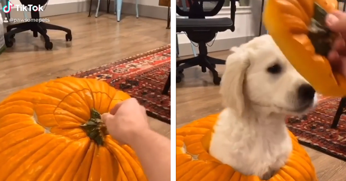 Il cucciolo di Golden Retriever si traveste da zucca e il video conquista il web