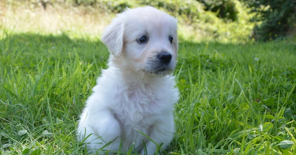 cucciolo di Golden Retriever tra l'erba